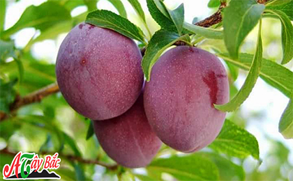 Những lưu ý khi ăn quả mận